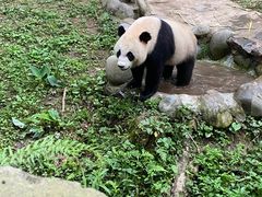 -都江堰中华大熊猫苑