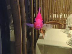 -原鄉本味 楚菜 丹江口鱼(北苑店)