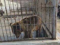 -呷哺呷哺 黄金牧场 (枣强吉美购物广场店)