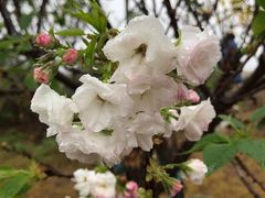 -天适樱花悠乐园