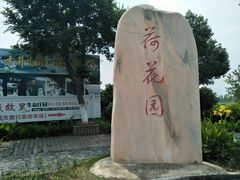 -建华生态湿地百荷园