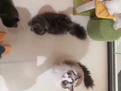 -三花喵·撸猫购宠·宠物生活馆(虹桥南丰城店)