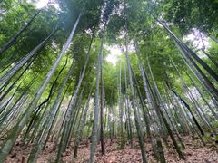 -上海佘山国家森林公园天马山园