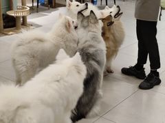 -安格丽娜·狗咖·猫咖羊驼咖(春熙路百盛商场店)