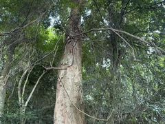 -海南霸王岭国家森林公园