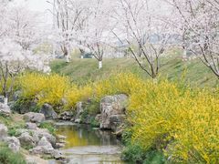 -羊山湖公园