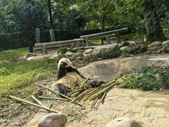 -都江堰中华大熊猫苑