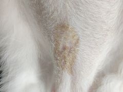 -艾吉宠物医院·疑难杂症转诊中心·猫友好(碧江路院)