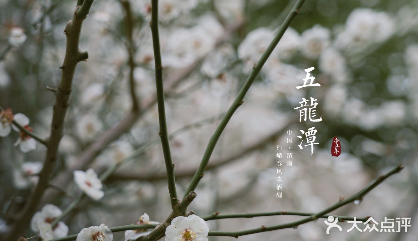 济南三月赏花指南丨五龙潭