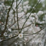 济南三月赏花指南丨五龙潭
