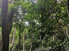-西双版纳原始森林公园
