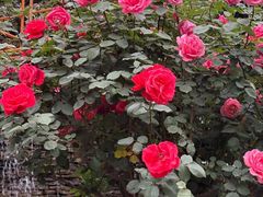 -老洋房花园饭店(绍兴路店)