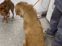 -四月宠物医院·猫专科·心脏专科·内科(转塘店)