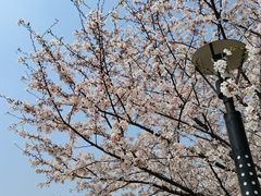 -高东镇樱花园