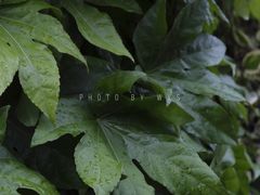 -武汉光谷K11