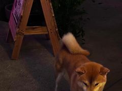 -鹿萤季·营地小馆(皇后公园店)