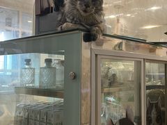 -楼上猫咖(罗湖店)