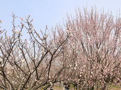 -香雪海