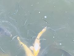 -武清南湖绿博园