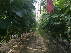 -乡乐园蟹庄·阳澄湖农家乐