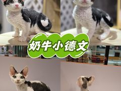 -三花喵·撸猫购宠·宠物生活馆(虹桥南丰城店)