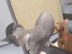 -琪喵猫屋·撸猫猫咖·猫舍