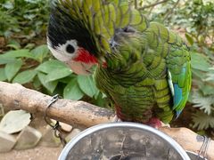 -南宫五洲植物乐园