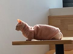 -猫腻·猫咖·撸猫馆(星光大道店)