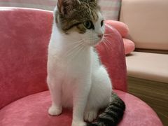 -Sweet cat·星愿猫咖(国贸大厦店)