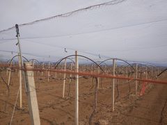 -白鹿原葡萄主题公园