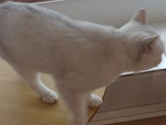 -Let's go狗咖·猫咖·奶狗·桌游(春熙路IFS店)