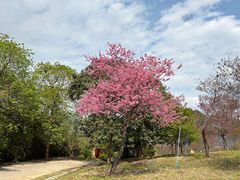 -天适樱花悠乐园