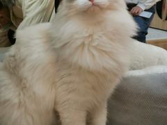 -滚猫咖啡·猫咖·猫友好撸猫(未来城店)