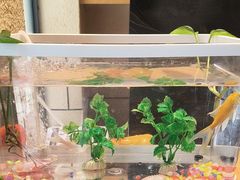 -九田家黑牛烤肉料理(华侨城店)