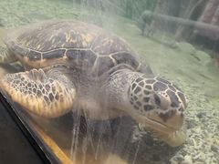 -苏州海洋馆