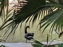 -广州长隆飞鸟乐园
