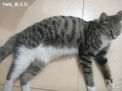 -田记宫廷奶酪
