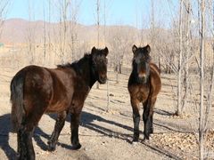 -塞罕坝国家级自然保护区