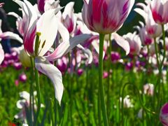 -长春公园(普阳街道)