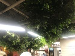 -尚丹尼造型