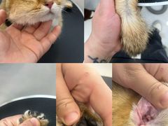 -老吴的猫·猫舍(新区店)
