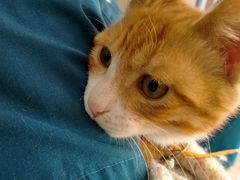 -乐派堂宠物医院·猫友好· 心脏科(东街店)