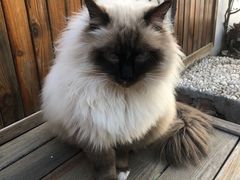 -喵屿·大理花园猫咖