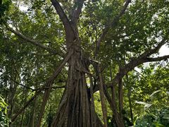 -中国科学院西双版纳热带植物园