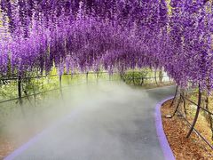 -大塘金香草谷