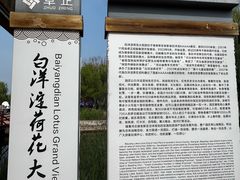 -白洋淀景区