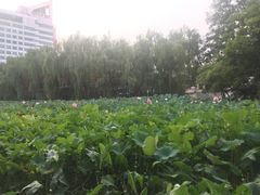 -莲湖公园