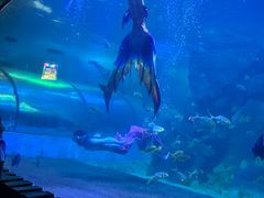 -左海海底世界