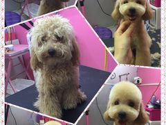 -爱宠屋pet shop·宠物洗澡·宠物美容