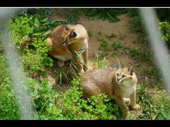 -西霞口神雕山野生动物世界